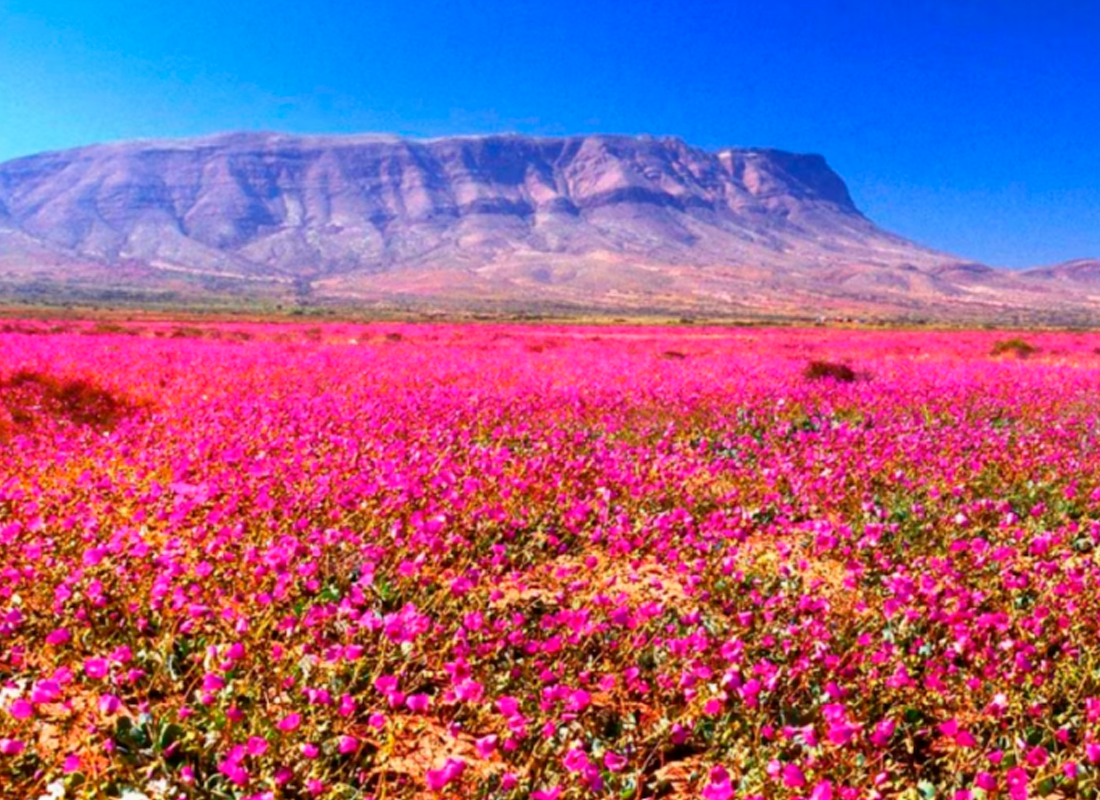 Desierto florido