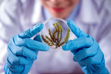 Scientist observes plant inside a Petri dish