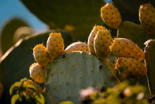 Prickly pears on a cactus. The sky can be seen in the background.