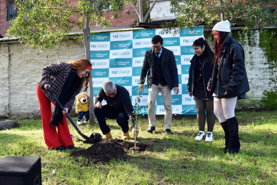 Plantación de árbol