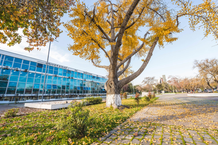 En la fotografía aparece el frontis de la Casa Central Usach y un árbol en pleno otoño con sus hojas magras y amarillentas.