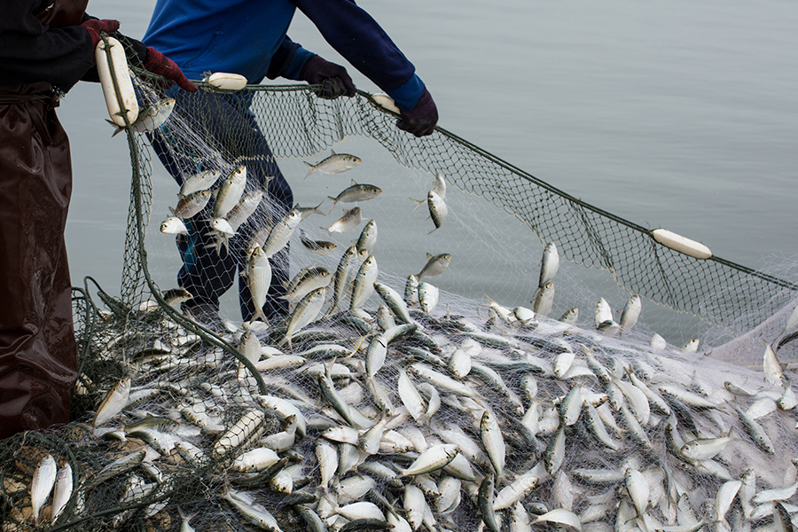 Two people holding up a net full of silver fish.