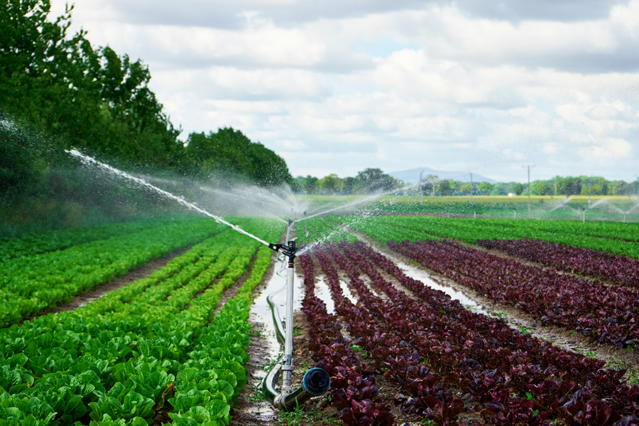  Sprinklers irrigate long rows of green and purple leafy vegetables under a cloudy sky.
