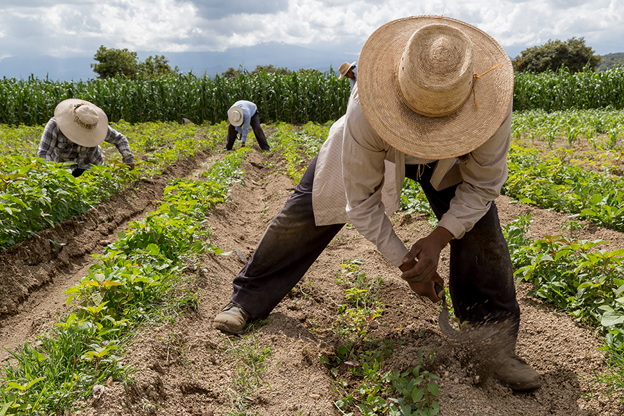 Image of farm workers wearing straw hats in the field, tending to crops.