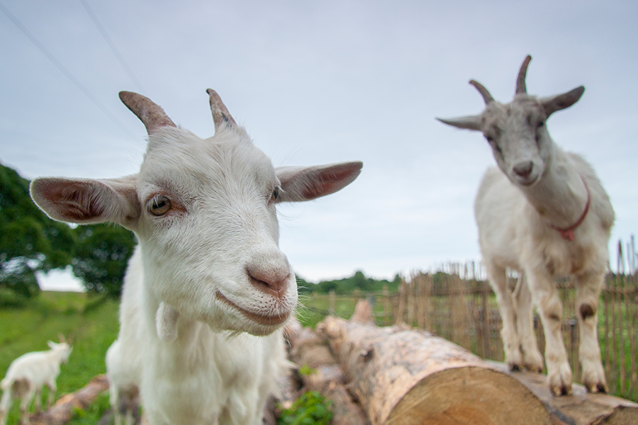 Duas cabras brancas num campo, uma perto e outra sobre uns troncos, com outra cabra pequena ao fundo.