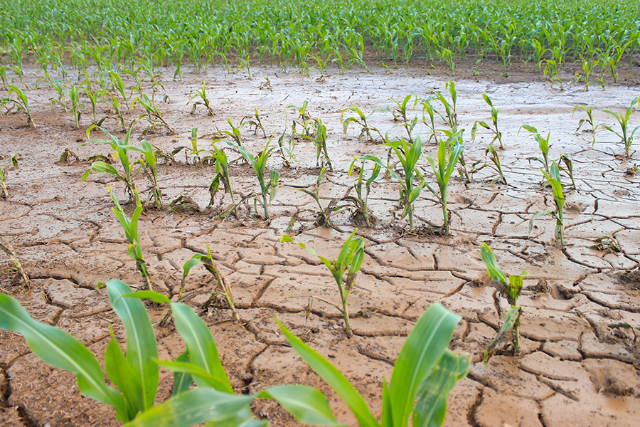 Imagem de brotos de milho esforçando-se para crescer em um campo árido e rachado pelo sol.
