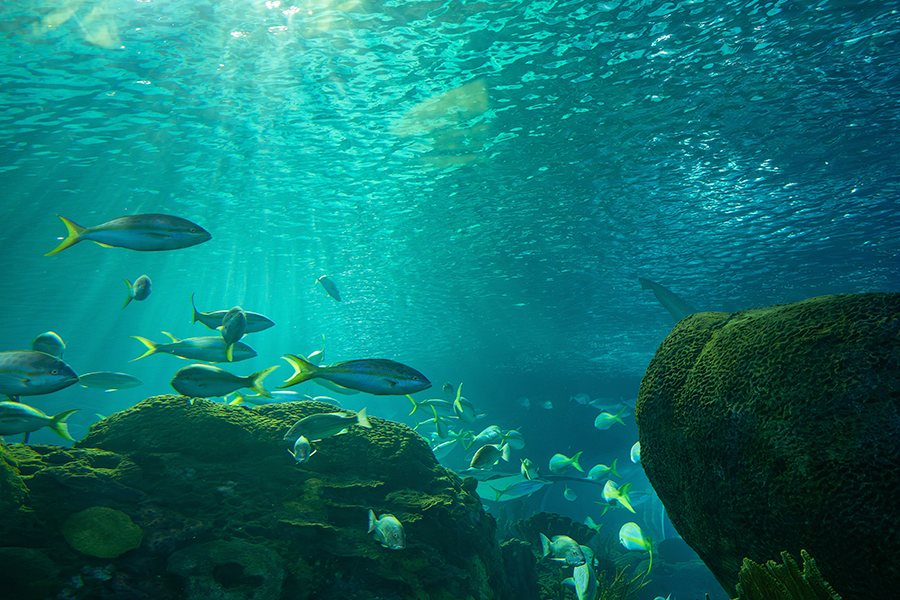 Cardumes de peixes prateados nadam sobre corais verde-escuros e estruturas rochosas em águas turquesas brilhantes, com a luz do sol penetrando pela superfície.