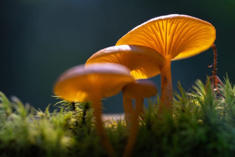 Setas silvestres de color naranja brillante crecen muy juntas entre el musgo verde que cubre el suelo.