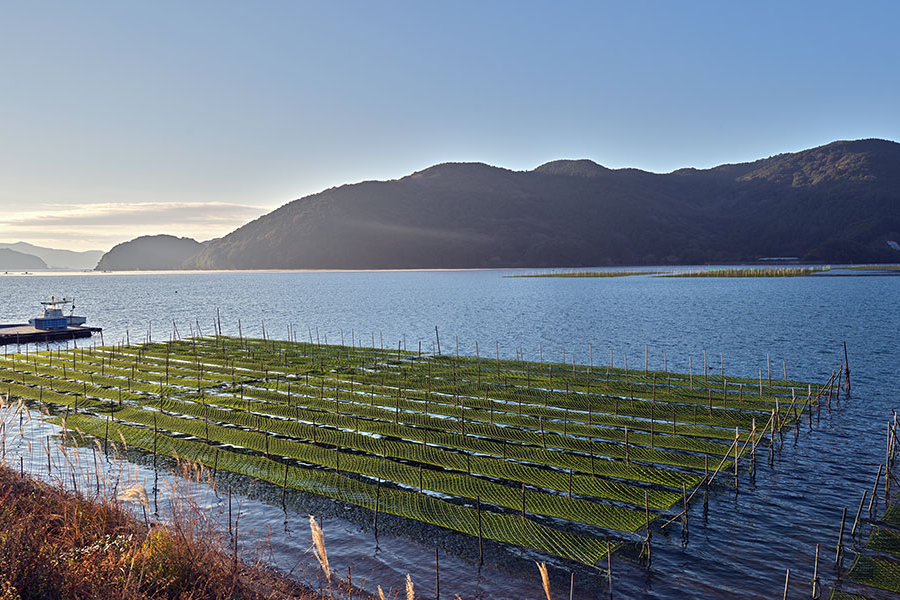 Redes comerciales de cultivo de algas o mariscos flotando en aguas costeras tranquilas.