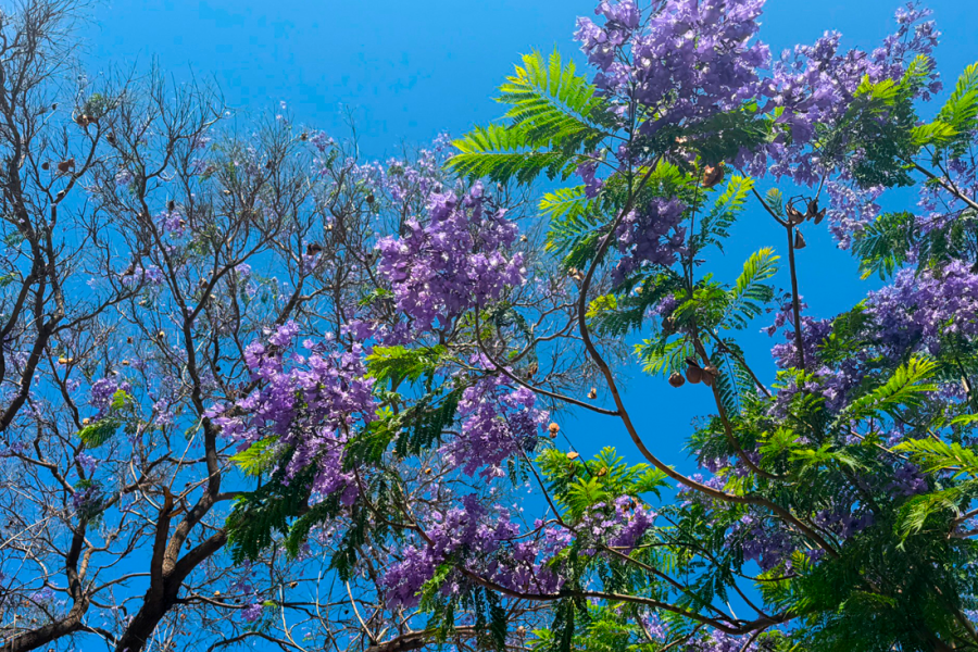 Jacarandá