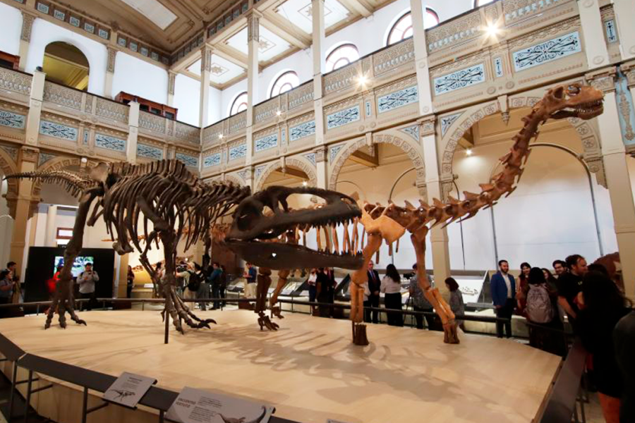 Dinosaurio en el museo