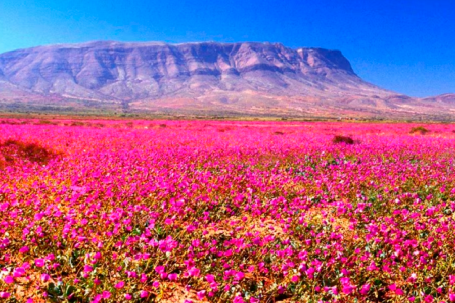 Desierto florido