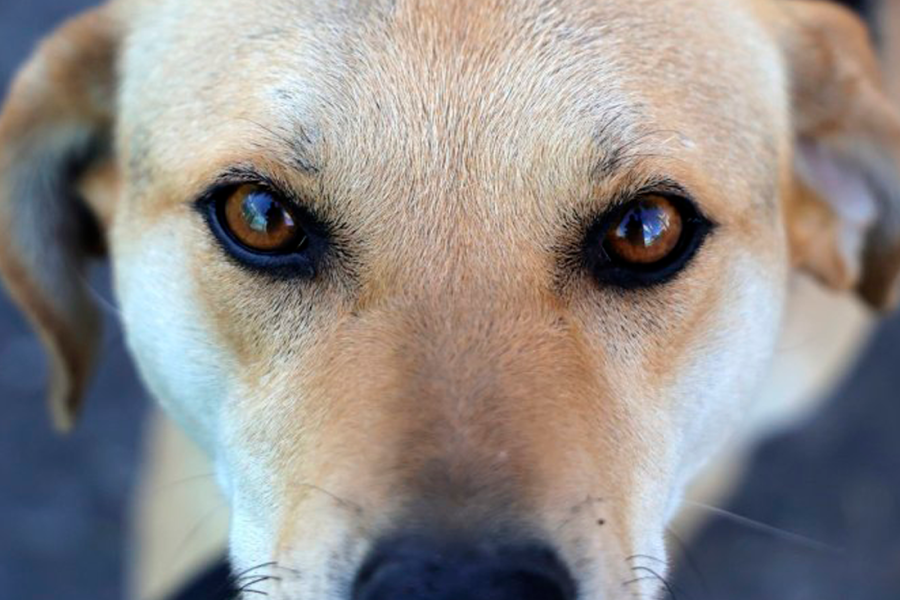 Perro mirando a la cámara