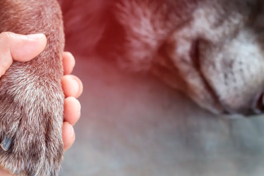 Persona tomanda la pata de una mascota.